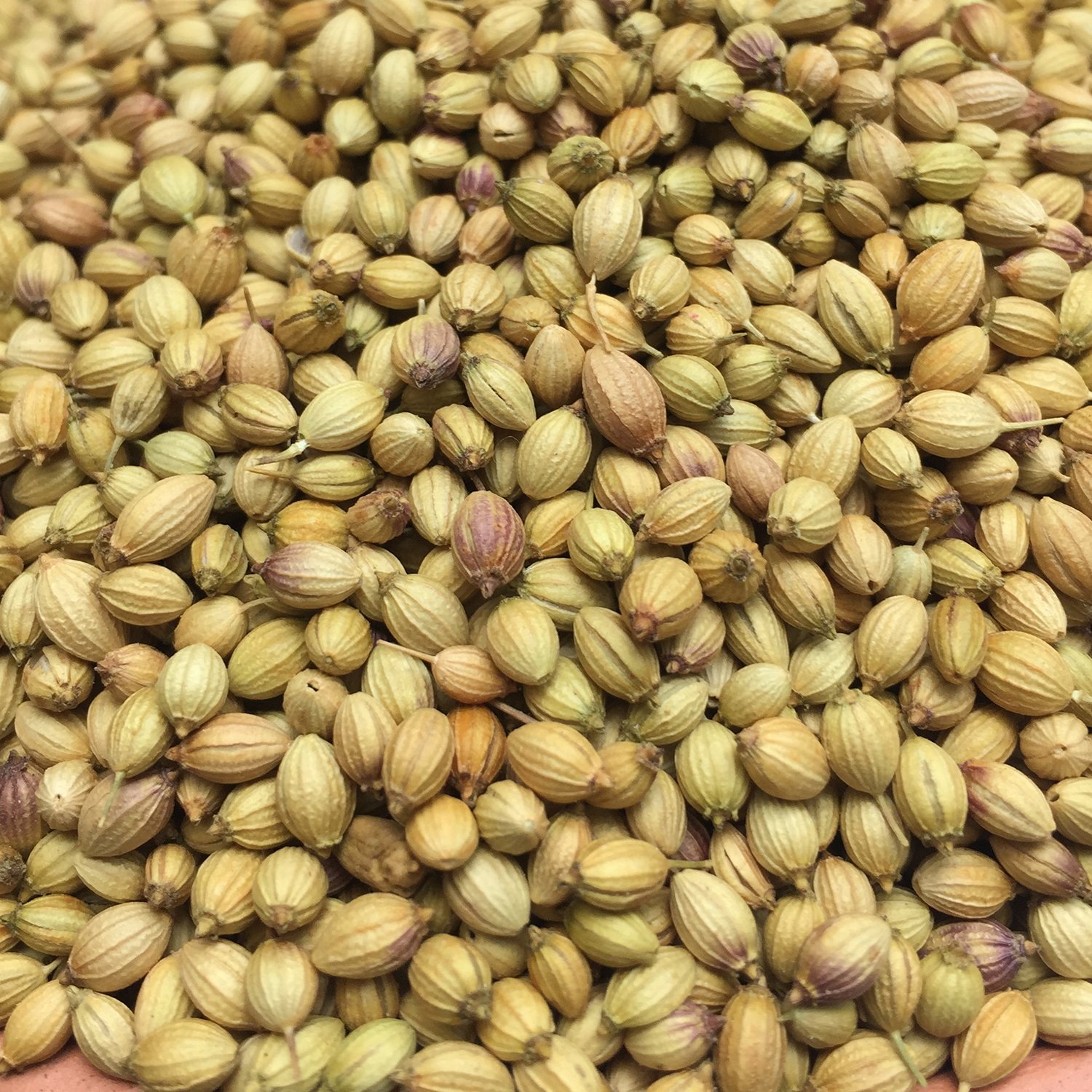 Coriander (Dhania Seeds) Organic Store in Chennai Shandy Organic