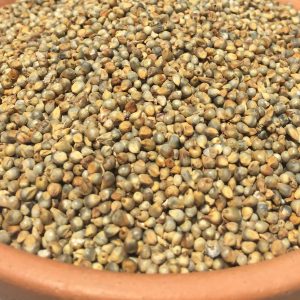 Bajra (kambu) Pearl Millet