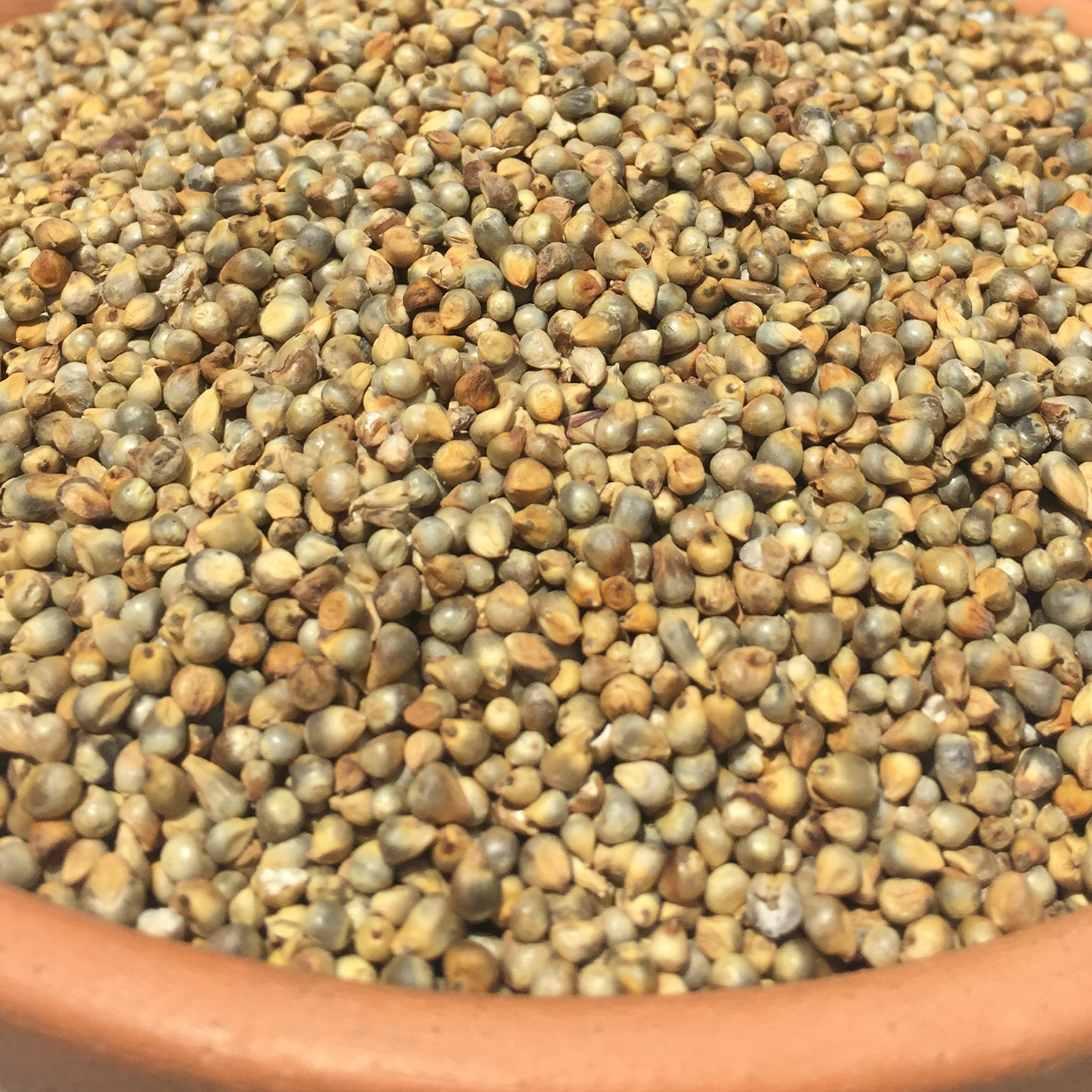 bajra-kambu-pearl-millet-organic-store-in-chennai-shandy-organic