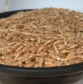 Wheat Samba