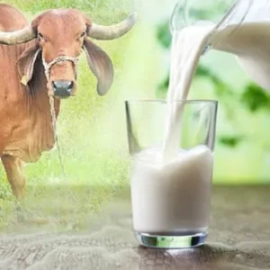 Fresh Milk - Desi Cow