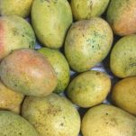 Mango-image-365x320