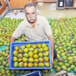 News-Mylapore-times-mango-man